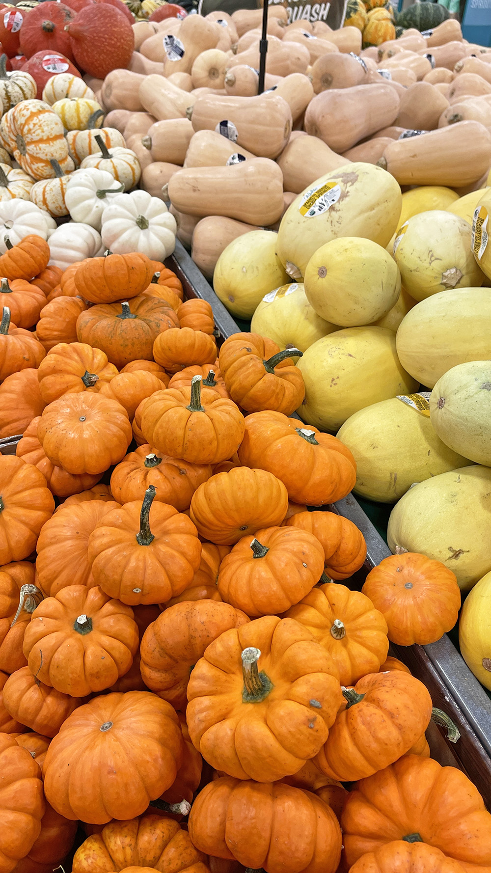 Variedades de zapallo